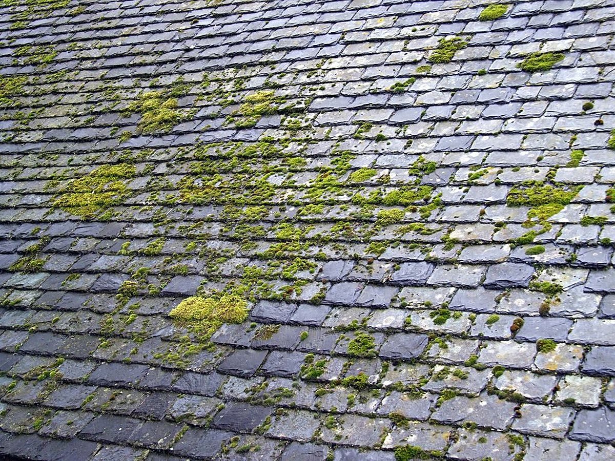 Nettoyage & démoussage de toiture et façade en Indre-et-Loire